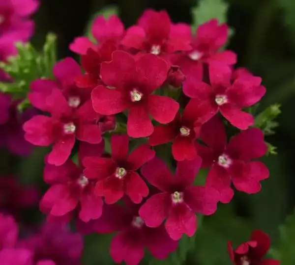 Вербена Кварц XP Бордо - Verbena Quartz XP Bordeaux - Фото №1