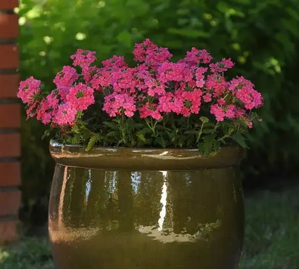 Вербена Кварц XP Розовая - Verbena Quartz XP Pink - Фото №2