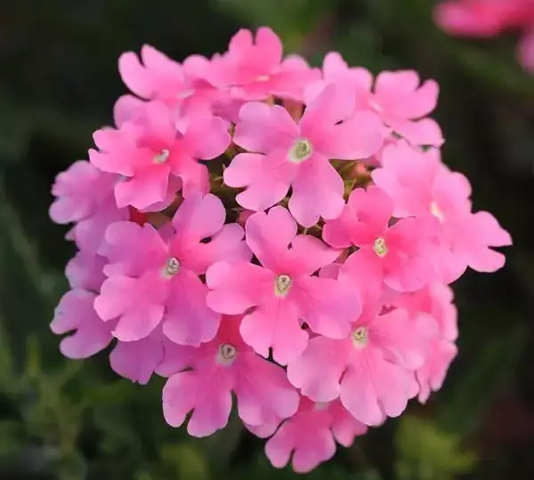 Вербена Кварц XP Розовая - Verbena Quartz XP Pink - Фото №1