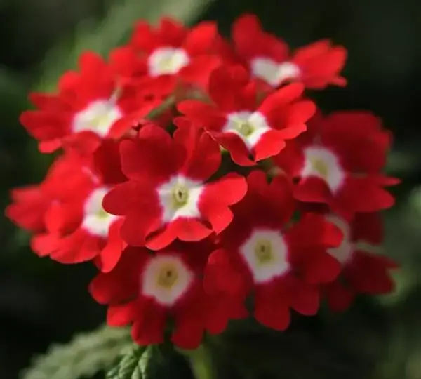 Вербена Кварц XP Красная с глазком - Verbena Quartz XP Red with Eye - Фото №1