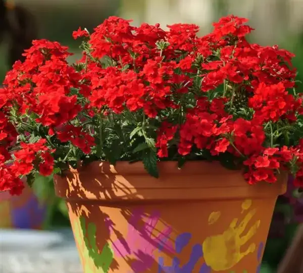 Вербена Кварц XP Алая - Verbena Quartz XP Scarlet - Фото №2
