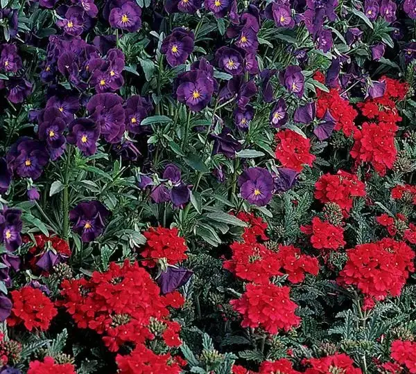 Вербена Кварц XP Алая - Verbena Quartz XP Scarlet - Фото №3