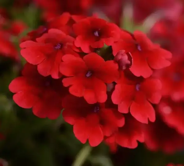 Вербена Кварц XP Алая - Verbena Quartz XP Scarlet - Фото №1