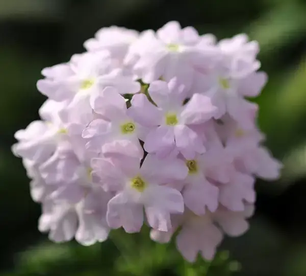 Вербена Кварц XP Серебристая - Verbena Quartz XP Silver - Фото №1