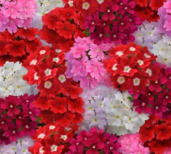 Вербена Кварц XP Смесь Валентин - Verbena Quartz XP Valentines Mix - Фото №1