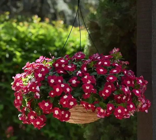 Катарантус Медитерраниан XP Бордовый с нимбом - Vinca Mediterranean XP Burgundy Halo - Фото №2