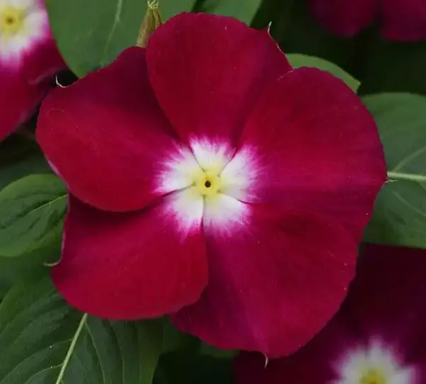 Катарантус Медитерраниан XP Бордовый с нимбом - Vinca Mediterranean XP Burgundy Halo - Фото №1