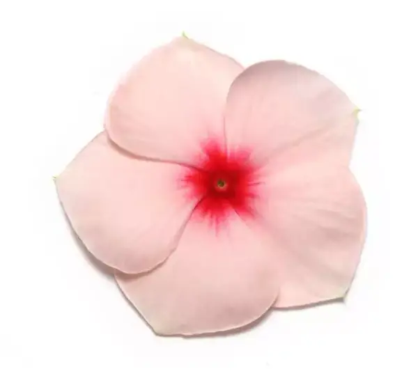 Катарантус Пасифика XP Абрикосовый - Vinca Pacifica XP Apricot - Фото №1
