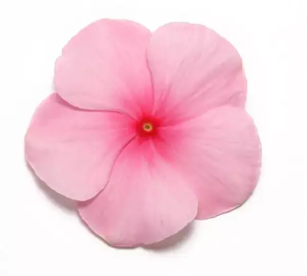 Катарантус Пасифика XP Румяный - Vinca Pacifica XP Blush - Фото №1