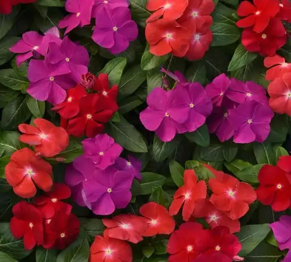 Катарантус Пасифика XP Яркая смесь - Vinca Pacifica XP Bold Mixture - Фото №1