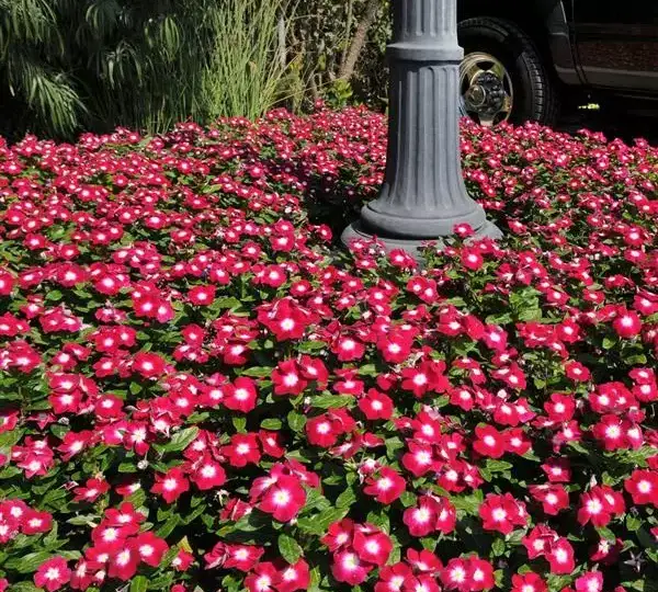 Катарантус Пасифика XP Бордовый с нимбом - Vinca Pacifica XP Burgundy Halo - Фото №2