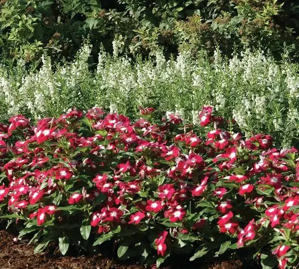 Катарантус Пасифика XP Бордовый с нимбом - Vinca Pacifica XP Burgundy Halo - Фото №3
