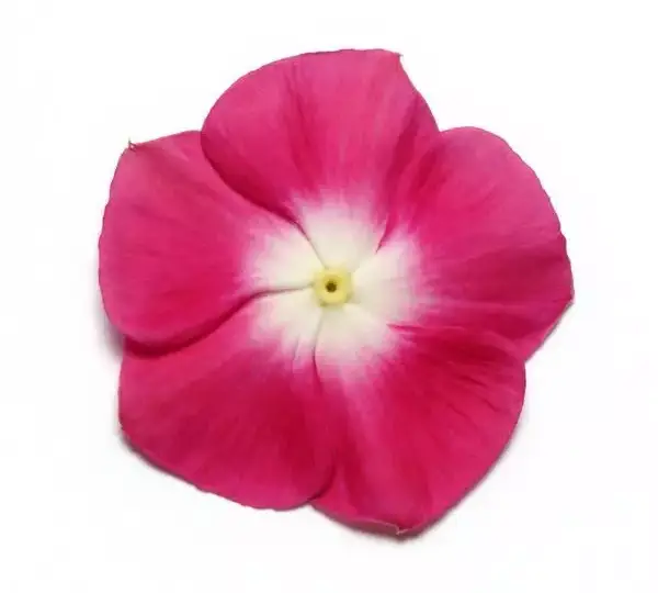 Катарантус Пасифика XP Бордовый с нимбом - Vinca Pacifica XP Burgundy Halo - Фото №1