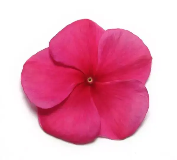 Катарантус Пасифика XP Бордовый - Vinca Pacifica XP Burgundy - Фото №1