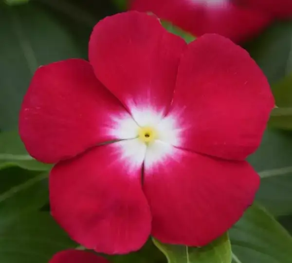 Катарантус Пасифика XP Вишнёво-Красный с нимбом - Vinca Pacifica XP Cherry Red Halo - Фото №1