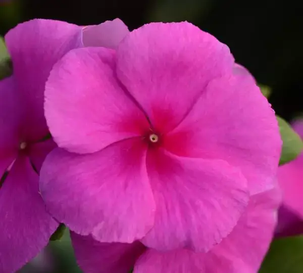 Катарантус Валиант Сиреневый - Vinca Valiant Lilac - Фото №1