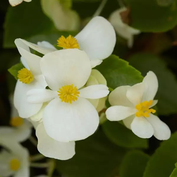 Бегония Hula Белая - White, Begonia interspecific - Фото №2