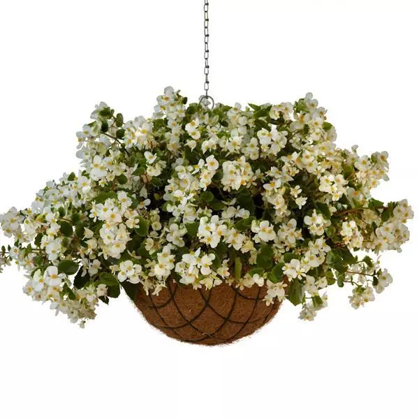 Бегония Hula Белая - White, Begonia interspecific - Фото №1