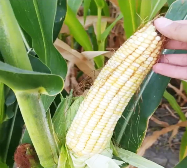 Кормовая кукуруза WA6066 (Energy FAO 700) - Среднеспелый высокопродуктивный гибрид кукурузы на силос - Фото №1