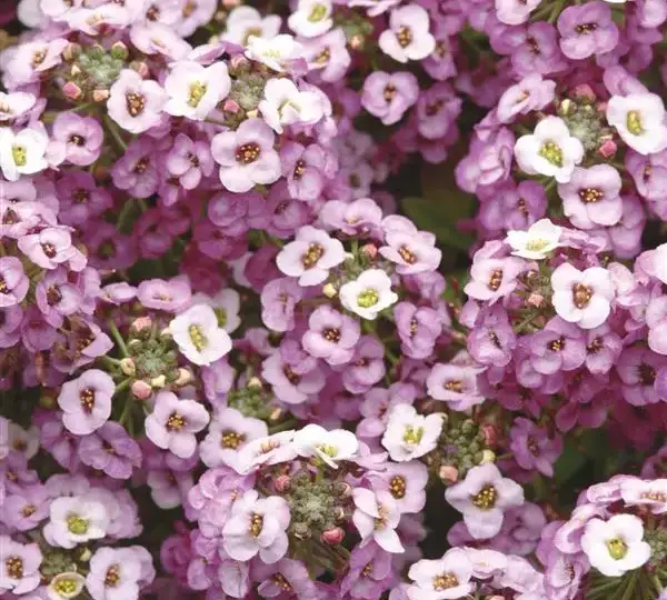 Алиссум Клеар Кристал Лавандовые оттенки - Lobularia maritima Clear Crystal Lavender Shades