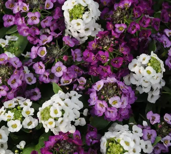 Алиссум Клеар Кристал Смесь - Lobularia maritima Clear Crystal Mix