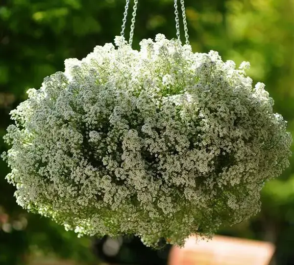 Алиссум Клеар Кристал Белая - Lobularia maritima Clear Crystal White - Фото №2