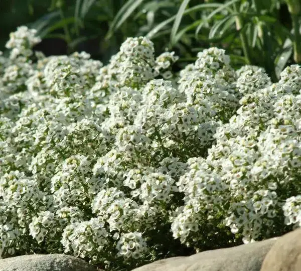 Алиссум Клеар Кристал Белая - Lobularia maritima Clear Crystal White - Фото №3
