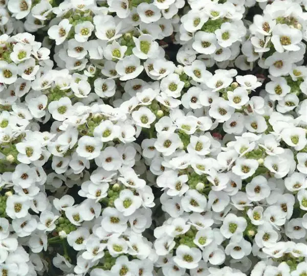 Алиссум Клеар Кристал Белая - Lobularia maritima Clear Crystal White - Фото №1