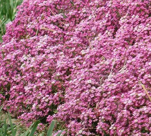 Алиссум Эстер Боннет Дип Пинк - Lobularia maritima Easter Bonnet Deep Pink - Фото №2