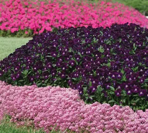 Алиссум Эстер Боннет Дип Пинк - Lobularia maritima Easter Bonnet Deep Pink - Фото №3