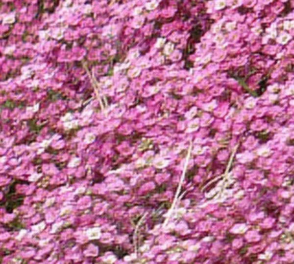 Алиссум Эстер Боннет Дип Пинк - Lobularia maritima Easter Bonnet Deep Pink