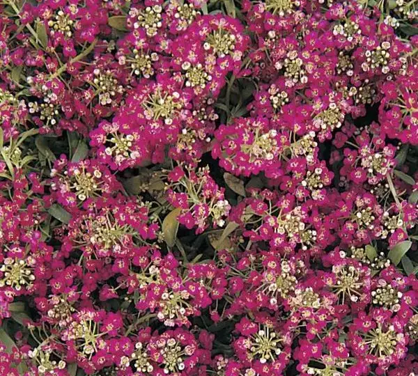 Алиссум Эстер Боннет Дип Роуз - Lobularia maritima Easter Bonnet Deep Rose