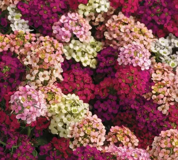 Алиссум Эстер Боннет Смесь - Lobularia maritima Easter Bonnet Mix Formula