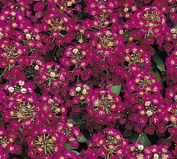 Алиссум Эстер Боннет Фиолетовая - Lobularia maritima Easter Bonnet Violet