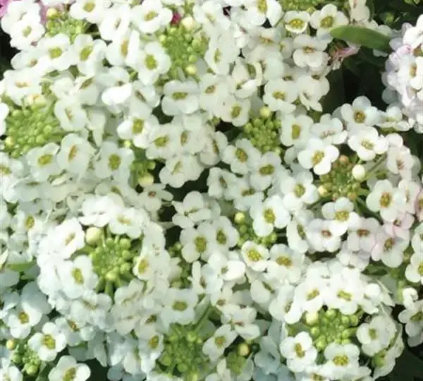 Алиссум Эстер Боннет Белая - Lobularia maritima Easter Bonnet White