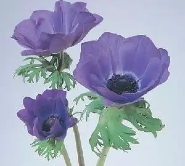 Анемона Мона Лиза Дип Блю - Anemone coronaria Mona Lisa Deep Blue - Фото №2