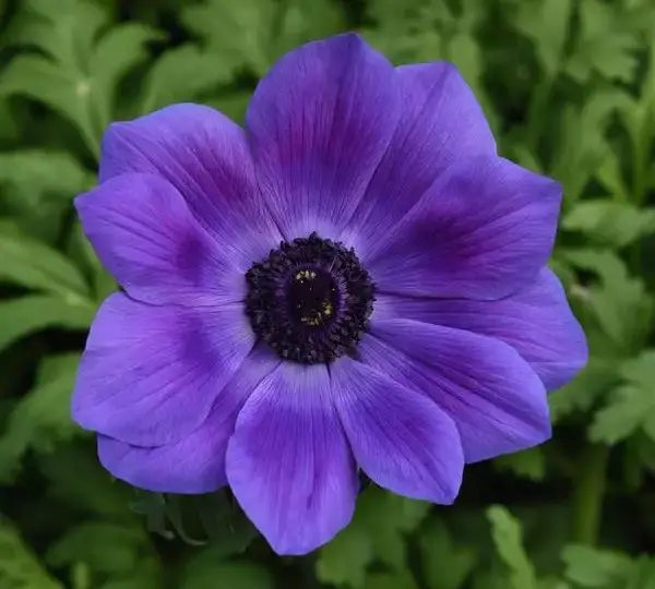 Анемона Мона Лиза Дип Блю - Anemone coronaria Mona Lisa Deep Blue - Фото №1