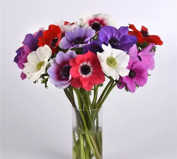 Анемона Мона Лиза Смесь - Anemone coronaria Mona Lisa Mix - Фото №2