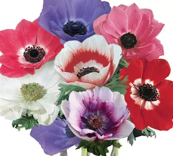 Анемона Мона Лиза Смесь - Anemone coronaria Mona Lisa Mix - Фото №1