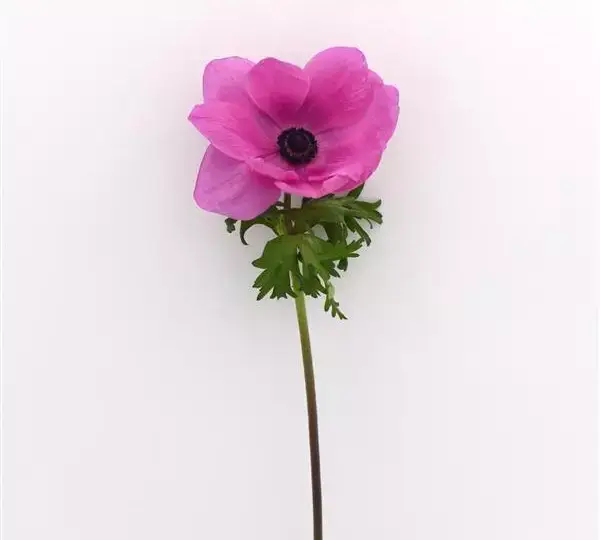 Анемона Мона Лиза Орхид Шейд - Anemone coronaria Mona Lisa Orchid Shade - Фото №2