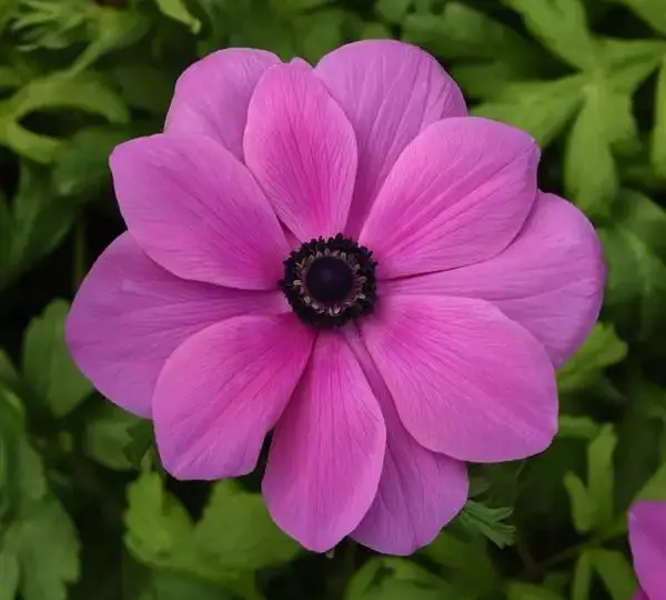 Анемона Мона Лиза Орхид Шейд - Anemone coronaria Mona Lisa Orchid Shade - Фото №1