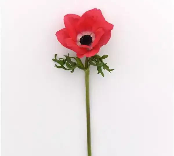 Анемона Мона Лиза Розовая - Anemone coronaria Mona Lisa Pink - Фото №2