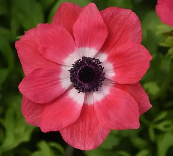 Анемона Мона Лиза Розовая - Anemone coronaria Mona Lisa Pink - Фото №1