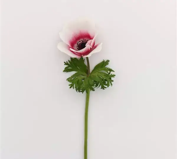Анемона Мона Лиза Красная биколор - Anemone coronaria Mona Lisa Red Bicolor - Фото №2