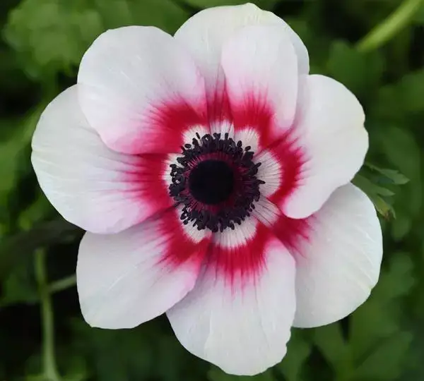 Анемона Мона Лиза Красная биколор - Anemone coronaria Mona Lisa Red Bicolor - Фото №1