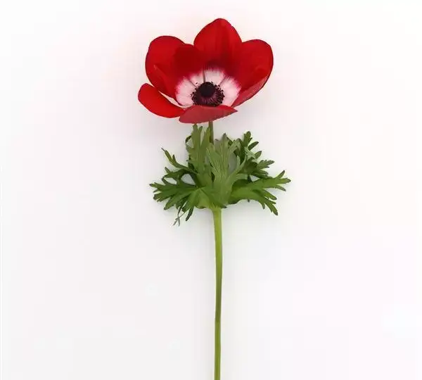 Анемона Мона Лиза Скарлет Ай - Anemone coronaria Mona Lisa Scarlet Eye - Фото №2