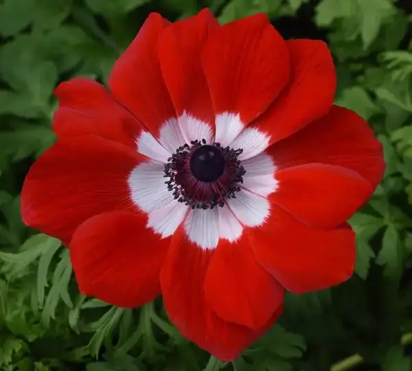 Анемона Мона Лиза Скарлет Ай - Anemone coronaria Mona Lisa Scarlet Eye - Фото №1