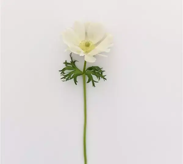 Анемона Мона Лиза Белая - Anemone coronaria Mona Lisa White - Фото №2