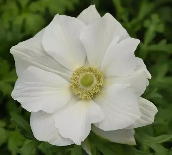 Анемона Мона Лиза Белая - Anemone coronaria Mona Lisa White - Фото №1