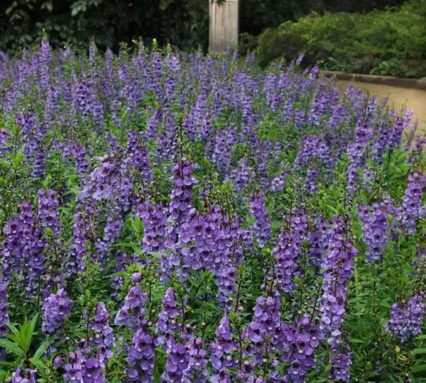 Ангелония Серена Голубая - Angelonia angustifolia Serena Blue - Фото №3